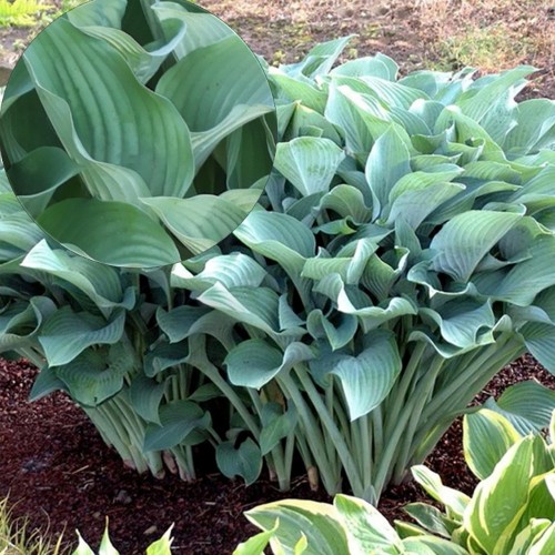 Hosta 'Krossa Regal' - Hosta 'Krossa Regal' P9/0,55L  